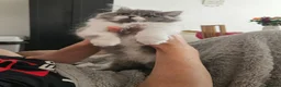 Persian cats for sale: Stuning Persian Girls - Advert 8