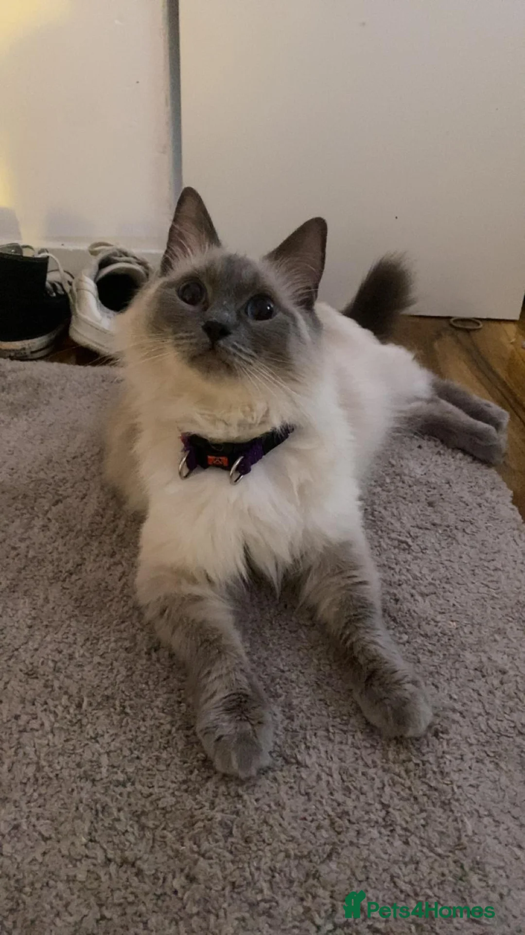 Ragdoll cats for sale: Beautiful baby ragdolls  - Advert 14