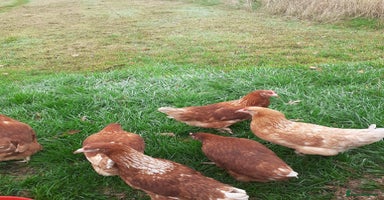 Chickens poultry - Advert 2