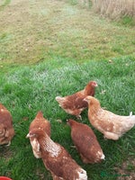 Chickens poultry - Advert 2