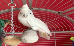 Cockatoo birds for sale: DNA male Ducorps cockatoo - Image 1