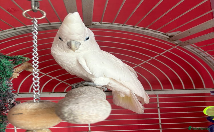 Cockatoo birds - Advert 2