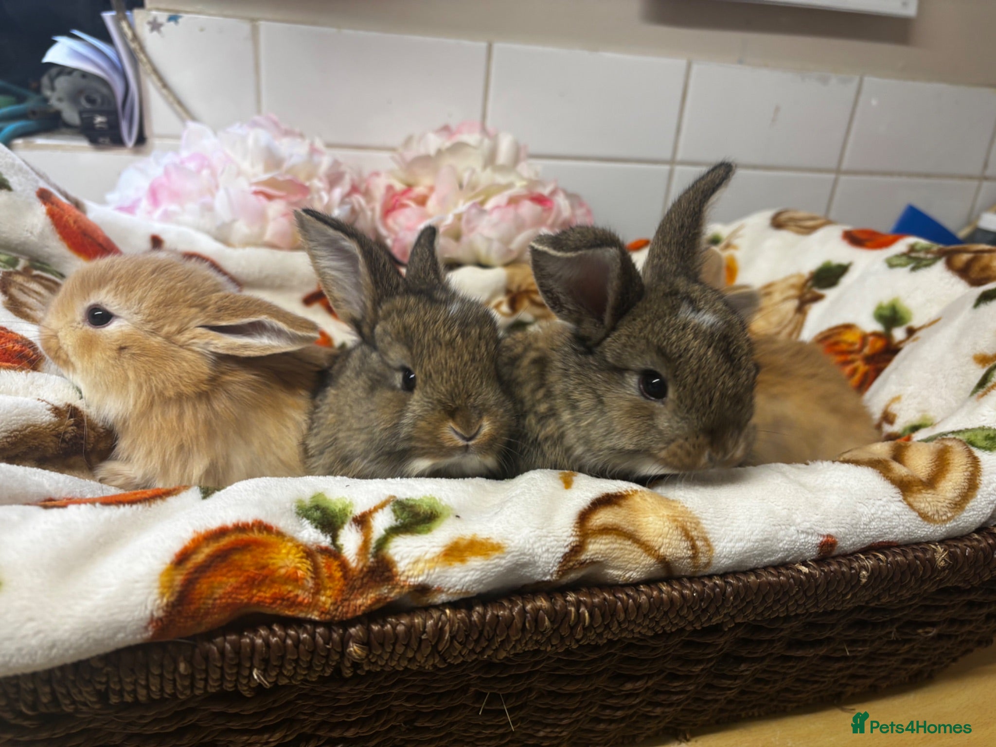 Mixed Breed rabbits 5 beautiful French lop x mini lops  - Advert 20