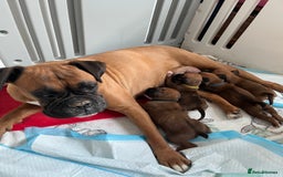 Boxer dogs for sale: Bobtail boxers for sale - Image 8