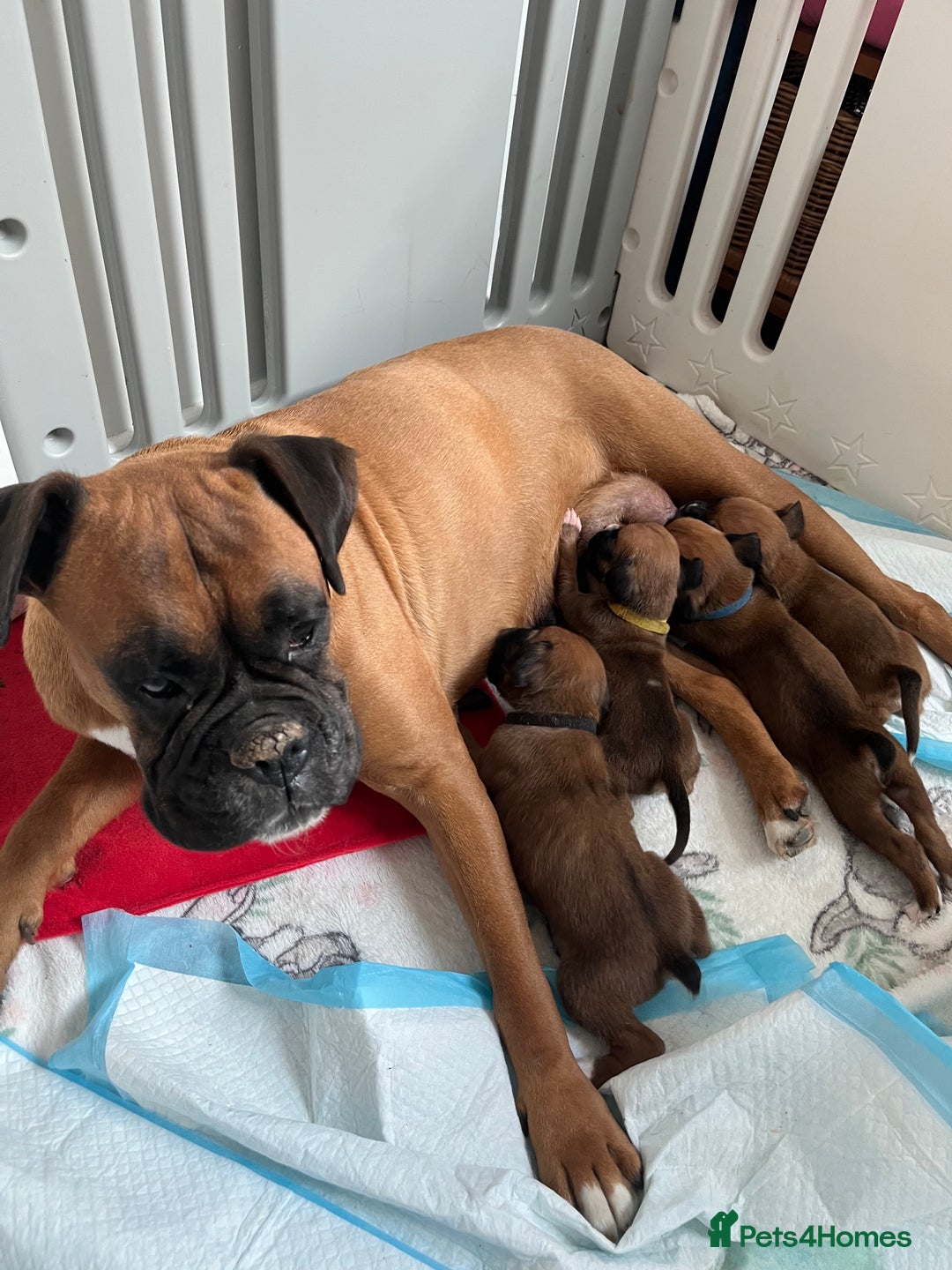 Boxer dogs for sale: Bobtail boxers for sale - Image 8