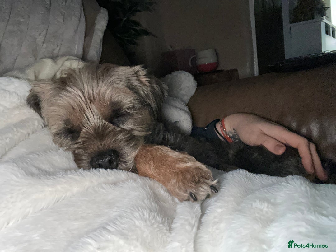 Border Terrier dogs for sale: 5yr old female border terrier  - Image 5