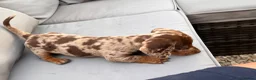 Dachshund dogs for sale: Beautiful Dachshunds  in Gloucester - Advert 34