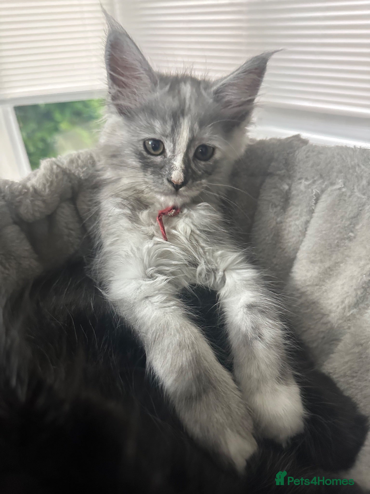 Maine Coon cats Beautiful tica registered mainecoon babies  - Advert 2
