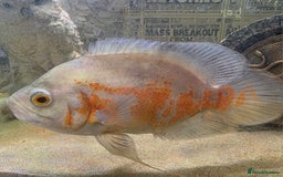 Cichlids fish for sale: Oscar Cichlid fish  - Image 2