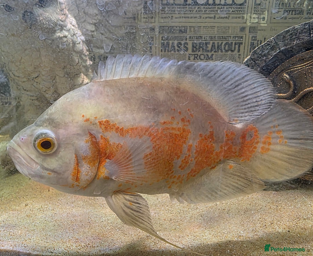 Cichlids fish for sale: Oscar Cichlid fish  - Image 2