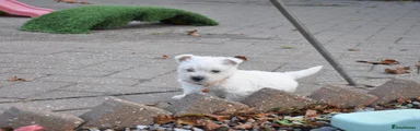 West Highland Terrier 2