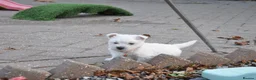 West Highland Terrier dogs for sale: West Highland terrier Puppies - Advert 7