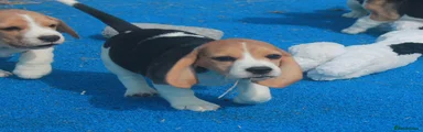 Puppy 3