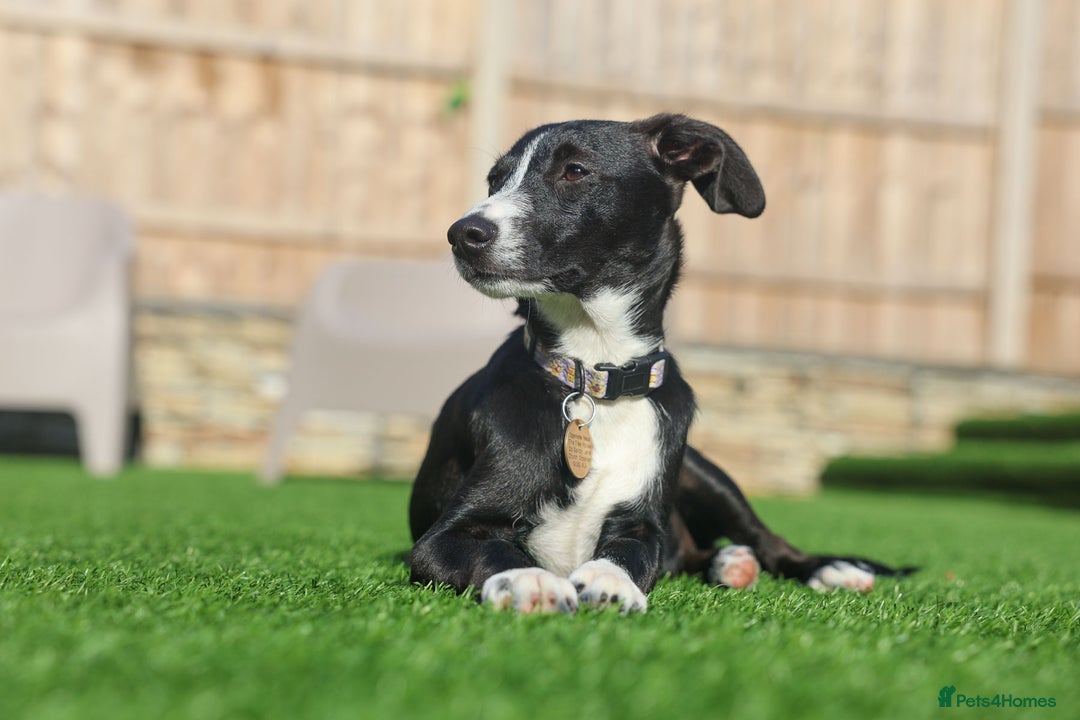Mixed Breed dogs for adoption: Delightful Dolly - Image 38