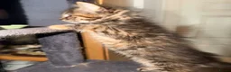 Maine Coon cats for sale: Gorgeous Maine Coon X Kittens Ready Now! 🐾 - Advert 11