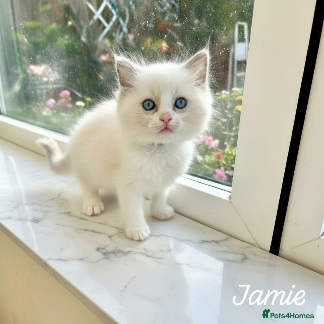 Ragdoll cats for sale: Gorgeous Fluffy Ragdoll Kittens  - Advert 11
