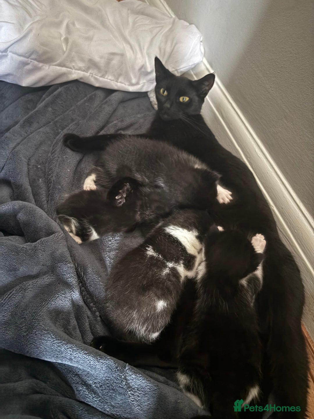 British Shorthair cats for sale: Beautiful kittens as family pets! 💜 - Image 7