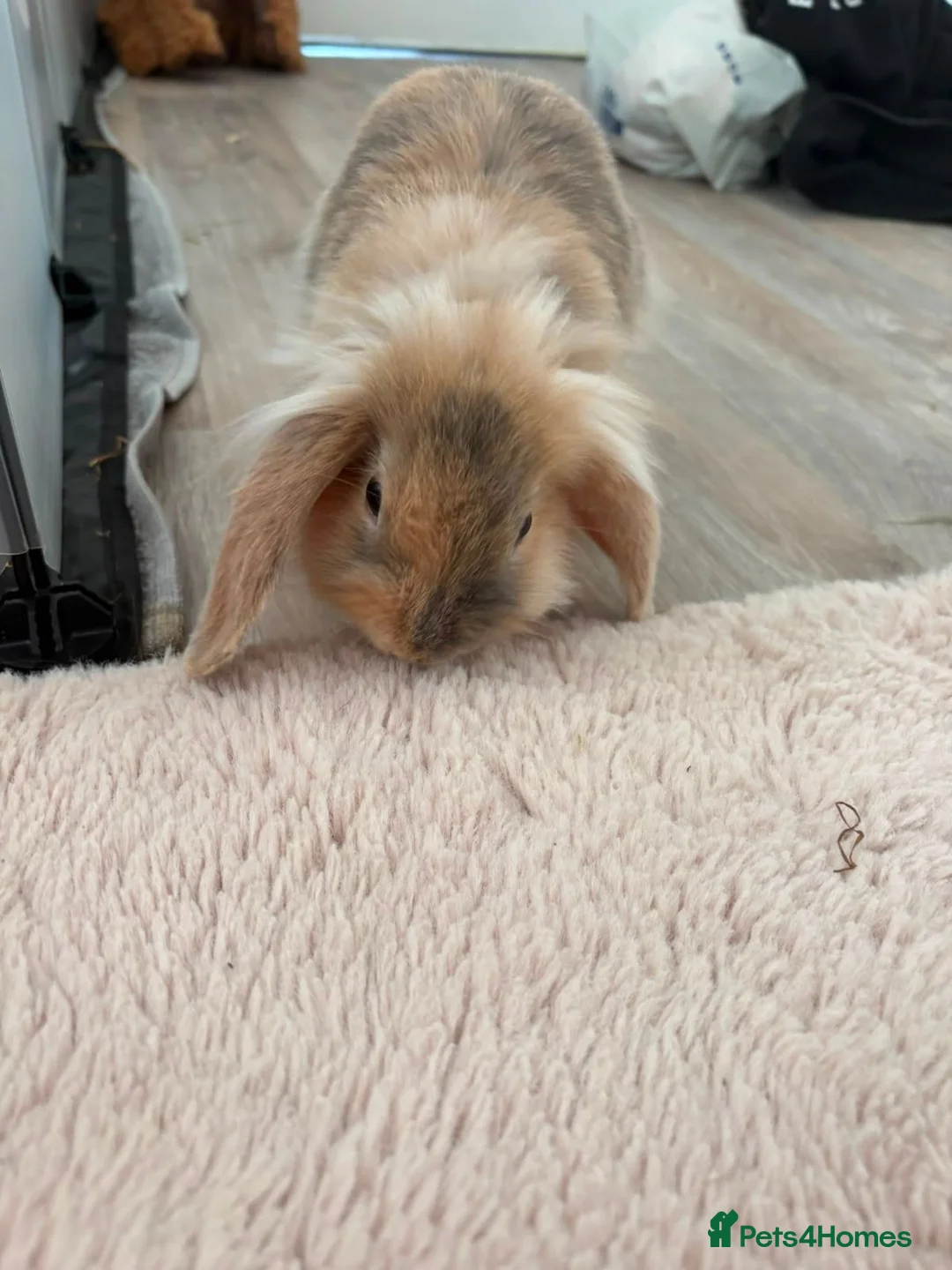 Mini Lop rabbits for sale: Mini Lop Girl Rabbits in Plymouth - Advert 4