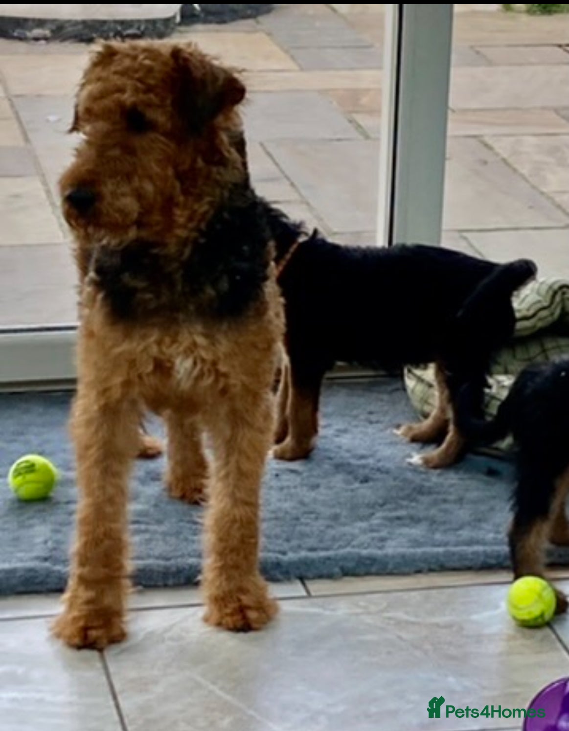 Airedale Terrier dogs Airedale terrier puppies  - Advert 2