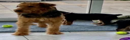 Airedale Terrier dogs for sale: Airedale terrier puppies  - Advert 2