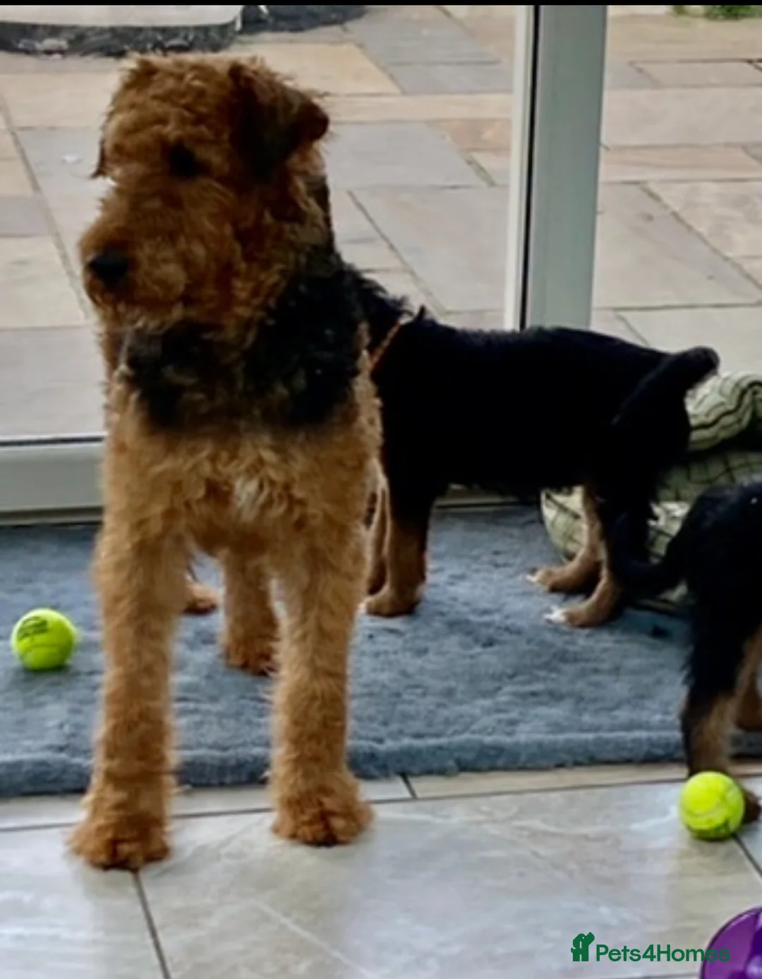 Airedale Terrier dogs for sale: Airedale terrier puppies  - Advert 2