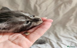 Maine Coon cats for sale: Black Smoke Kittens - Image 7