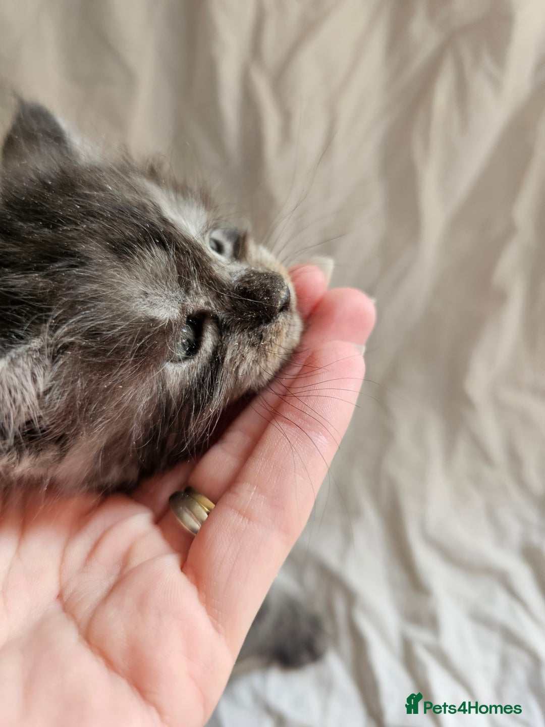 Maine Coon cats for sale: Black Smoke Kittens - Image 7