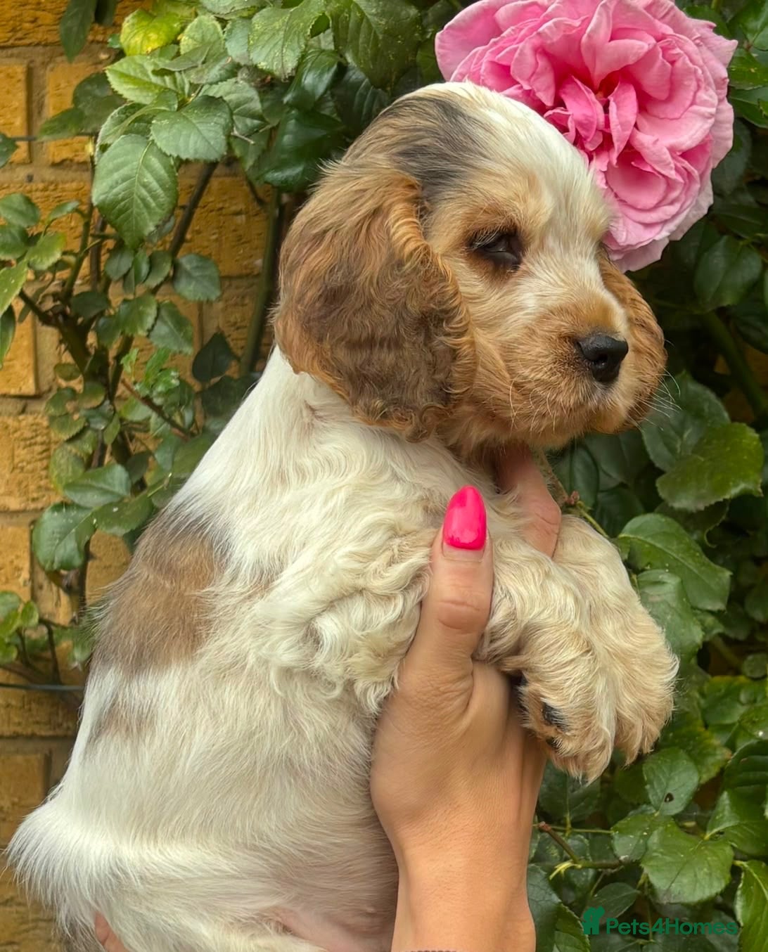 Cocker Spaniel dogs for sale: Champion Bloodlines Show Type Cocker Spaniels - Advert 2