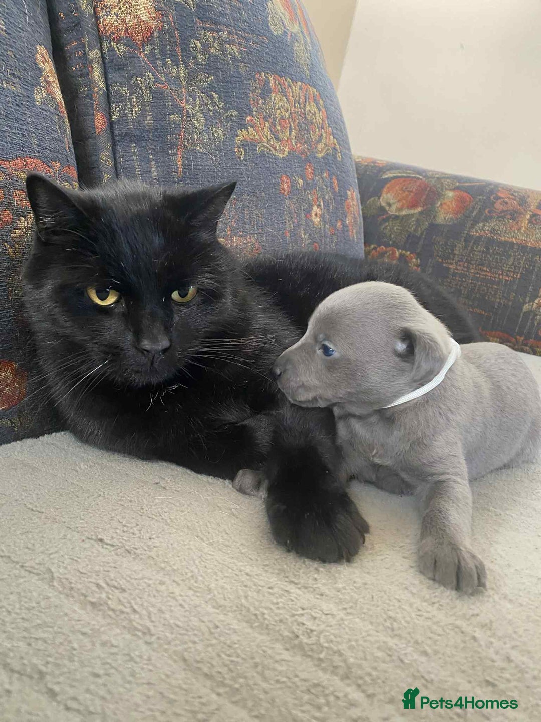 Whippet dogs for sale: 4 beautiful whippet puppies - Advert 4