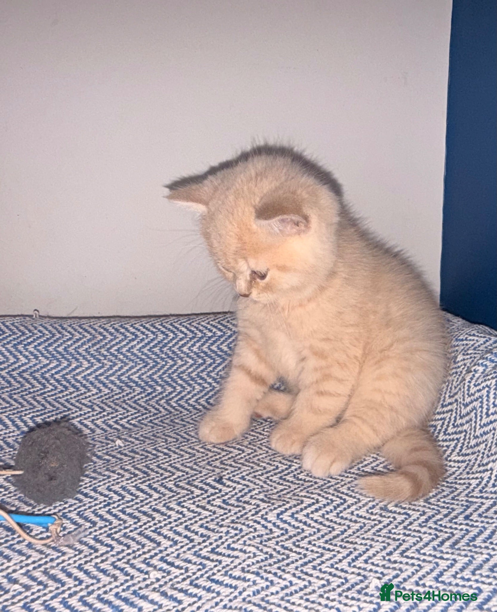 British Shorthair cats GCCF REGISTERED BRITISH SHORTHAIRS  - Advert 1