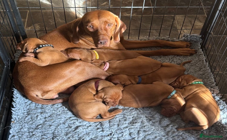 Hungarian Vizsla dogs - Advert 4
