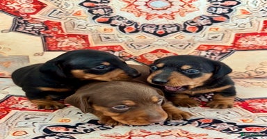 Miniature Dachshund dogs - Advert 10