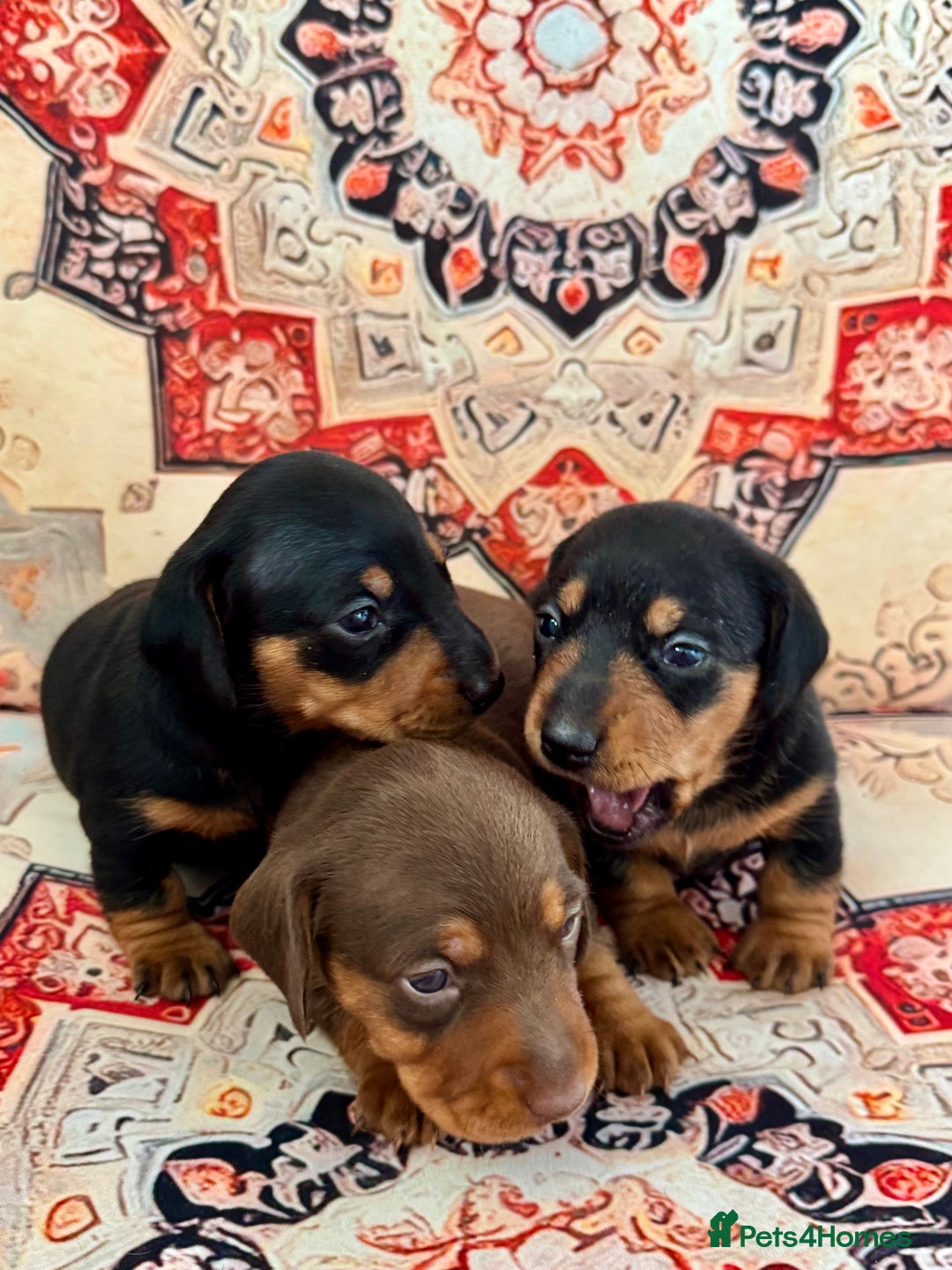 Miniature Dachshund dogs for sale: Mini Dachshund puppies, PRA clear, health tested - Image 3