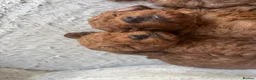 Toy Poodle dogs for sale:  KC Beautiful Red Toy poodle puppies 1 available  - Advert 9