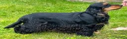 Cocker Spaniel dogs for sale: Tiggy - Advert 3