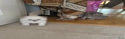 British Shorthair cats for sale: Two Scottish Fold and Two British Shorthair  - Advert 23