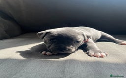 Staffordshire Bull Terrier dogs for sale: Full pedigree blue Staffordshire bull terriers - Image 2