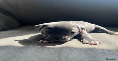 Staffordshire Bull Terrier dogs - Advert 6