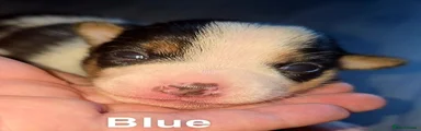 Gone 
