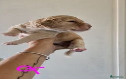 Cocker Spaniel dogs for sale: Litter of 6 - Image 6