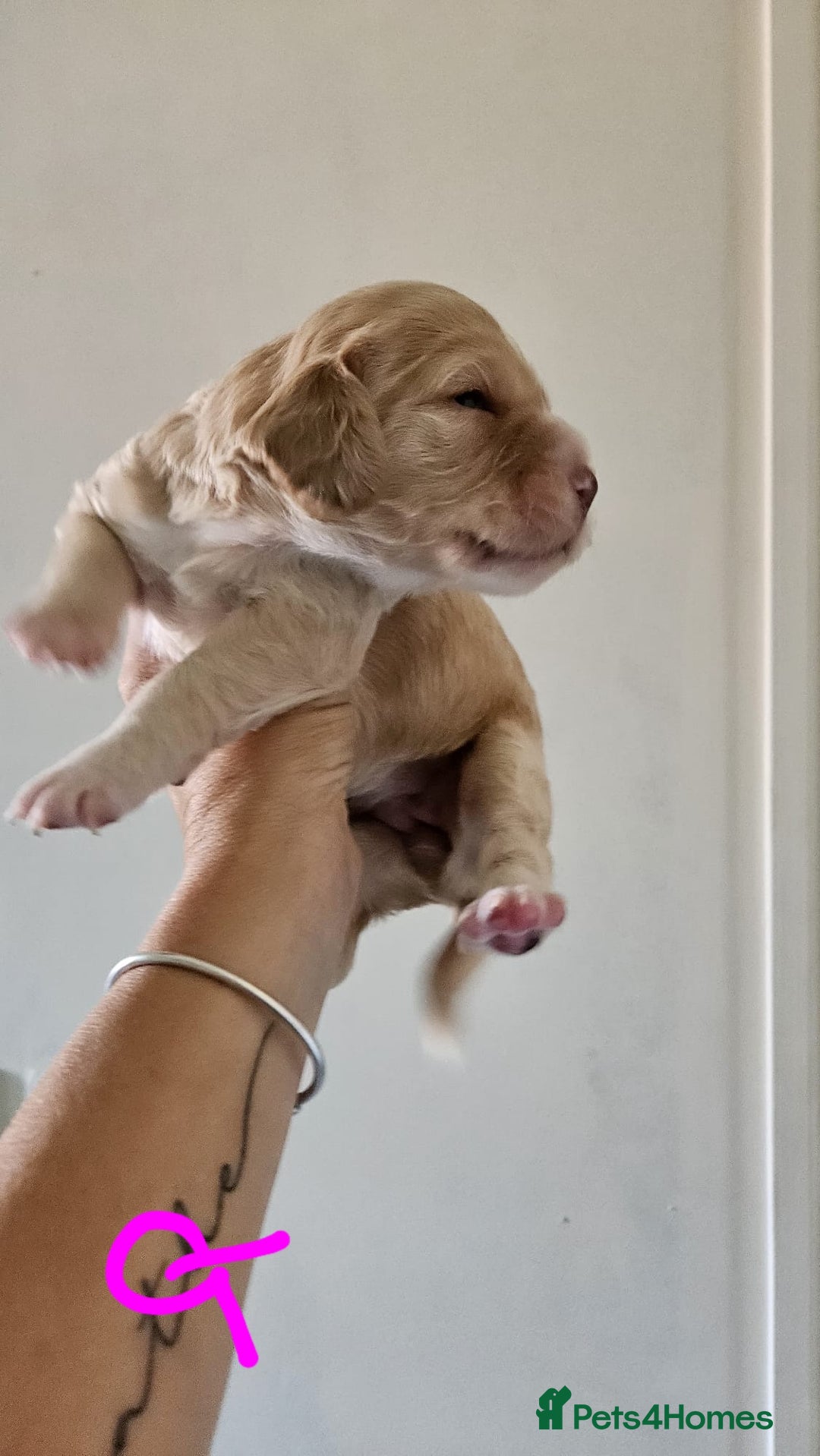 Cocker Spaniel dogs for sale: Litter of 6 - Image 6