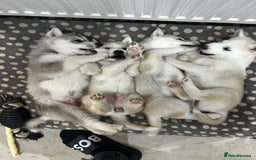 Siberian Husky dogs for sale: Gorgeous little husky pups - ready in two weeks - Advert 1