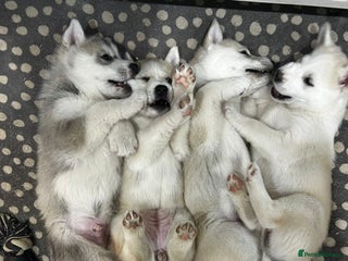 Siberian Husky dogs for sale: Gorgeous little husky pups - ready in two weeks - Advert 1
