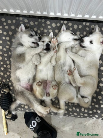 Siberian Husky dogs Gorgeous little husky pups - ready in two weeks - Advert 1