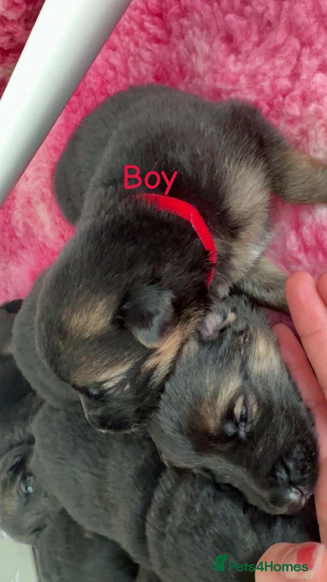German Shepherd dogs for sale: German shepherd puppies long hair… - Advert 36