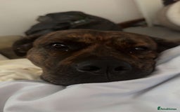 Mixed Breed dogs for sale: Dog for sale - Image 9