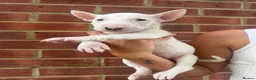 English Bull Terrier dogs for sale: ENGLISH BULL TERRIER PUPPYS - Advert 21