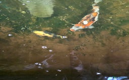Koi Carp fish for sale: Mixed koi - Image 3