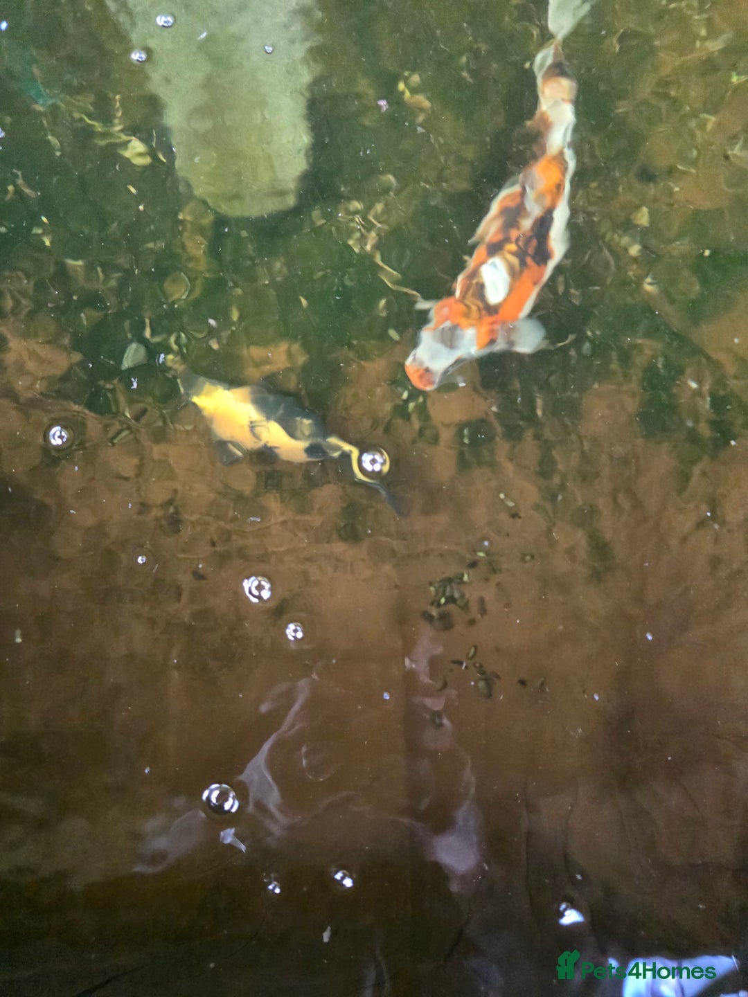 Koi Carp fish for sale: Mixed koi - Image 3