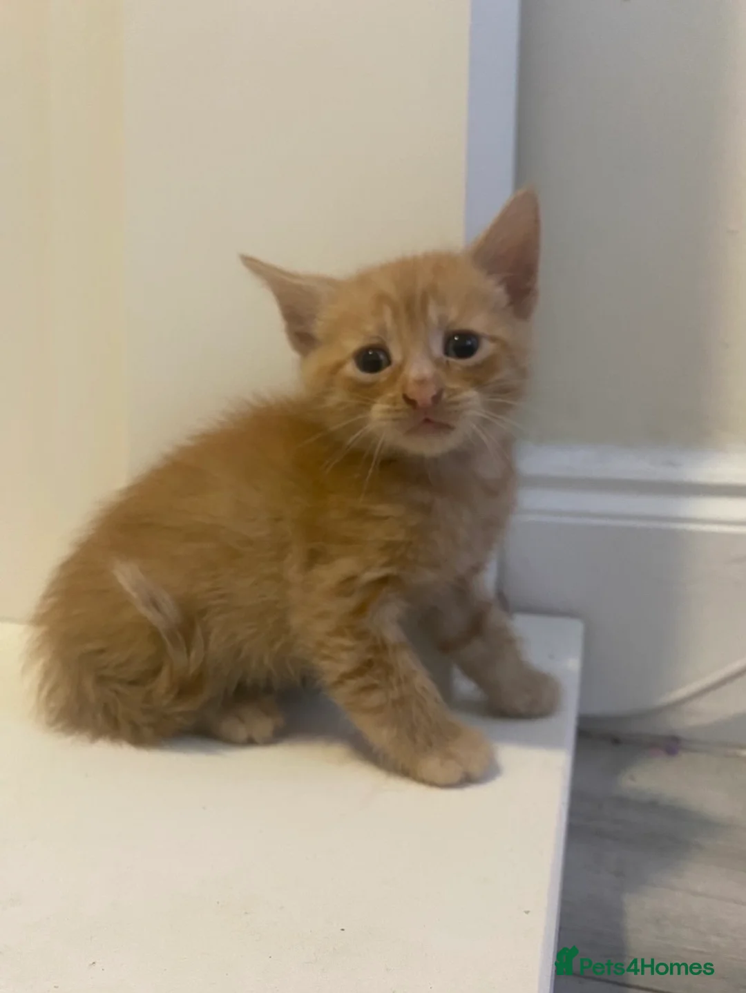 Mixed Breed cats for sale: Four beautiful kittens for sale - Advert 7